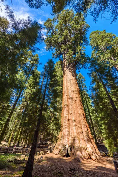 シャーマン将軍の木 セコイア国立公園 カリフォルニア州 米国で巨大なセコイア木 地球上最大の木 — ストック写真