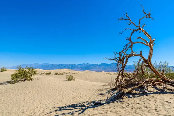 Mesquite Sand Dunes Desert Death Valley California Usa — Stock Photo, Image