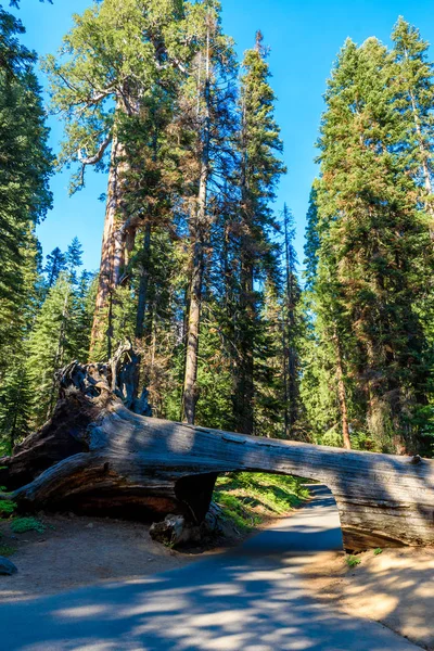 Tunnel Log Sequoia National Park California Verenigde Staten — Stockfoto