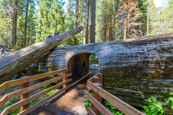 Floresta Sequoia Gigante Maiores Árvores Terra Parque Nacional Sequoia Califórnia — Fotografia de Stock