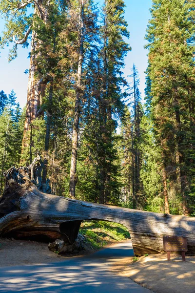 Protokol Tunelového Propojení Sequoia National Park Kalifornie Spojené Státy — Stock fotografie