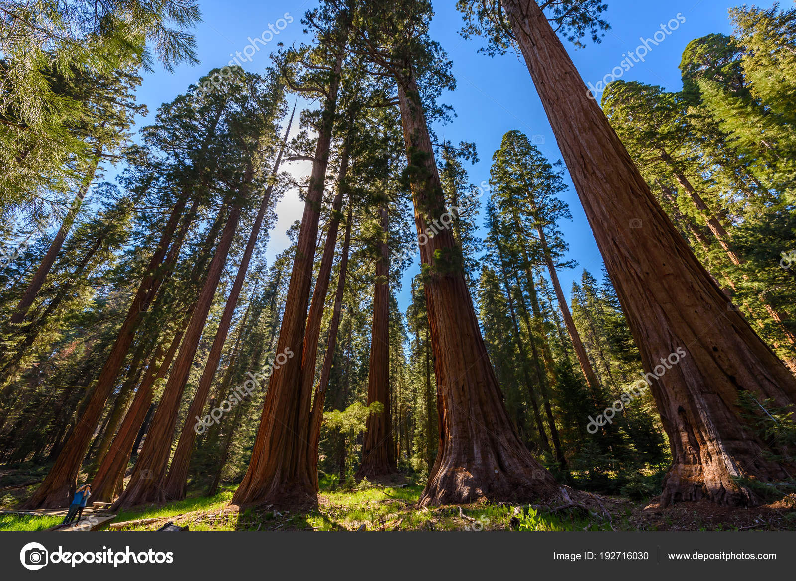 big tree trail sequoia