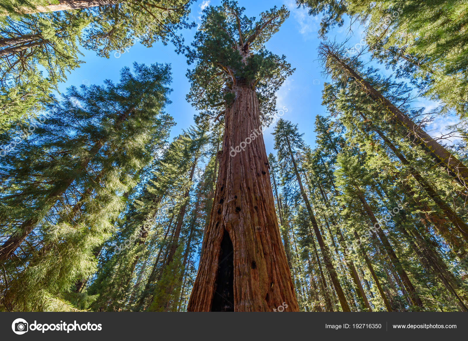General Sherman Tree Der Größte Baum Der Welt Riesige Mammutbäume