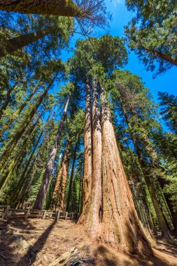 Dev sekoya ormanı - Sequoia National Park, California, ABD dünyadaki en büyük ağaçlar