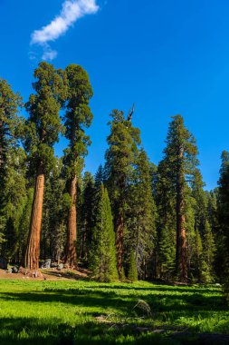 Büyük ağaçlar Trail Sequoia Ulusal Parkı'nda dünyanın, California en büyük ağaçlar nerede. ABD.
