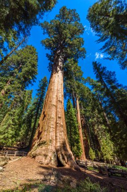 General Sherman Tree - en büyük ağaç yeryüzünde, dev Sekoya ağaçları Sequoia National Park, Kaliforniya, ABD