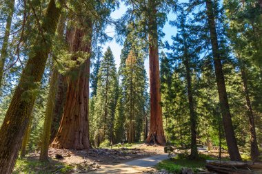 Sahne üzerinde büyük ağaçlar patikanın Sequoia National Park, Kaliforniya, ABD.