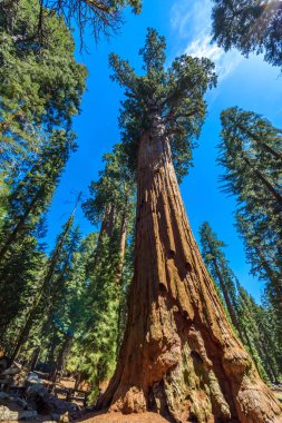 General Sherman Tree - en büyük ağaç yeryüzünde, dev Sekoya ağaçları Sequoia National Park, Kaliforniya, ABD