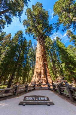 General Sherman Tree - en büyük ağaç yeryüzünde, dev Sekoya ağaçları Sequoia National Park, Kaliforniya, ABD