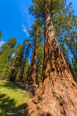 Dev sekoya ormanı - Sequoia National Park, California, ABD dünyadaki en büyük ağaçlar