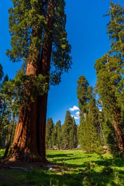 Sahne üzerinde büyük ağaçlar patikanın Sequoia National Park, Kaliforniya, ABD.