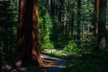 Sahne üzerinde büyük ağaçlar patikanın Sequoia National Park, Kaliforniya, ABD.