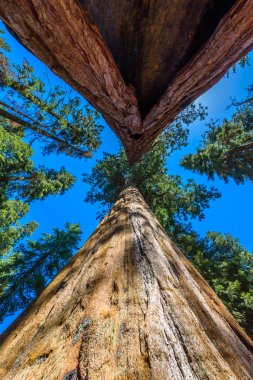 Giant sequoia forest - the largest trees on Earth in Sequoia National Park, California, USA clipart