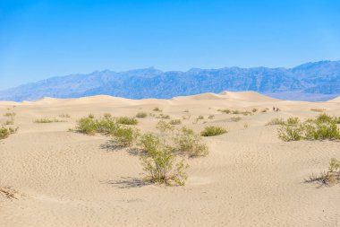 Mesquite kumullar çöl Death Valley, California, ABD.