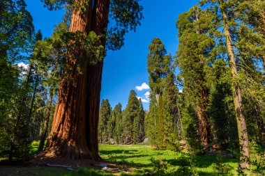 Sahne üzerinde büyük ağaçlar patikanın Sequoia National Park, Kaliforniya, ABD.