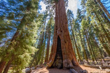 General Sherman Tree - en büyük ağaç yeryüzünde, dev Sekoya ağaçları Sequoia National Park, Kaliforniya, ABD