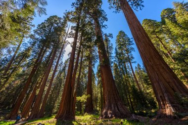 Büyük ağaçlar Trail Sequoia Ulusal Parkı'nda dünyanın, California en büyük ağaçlar nerede. ABD.