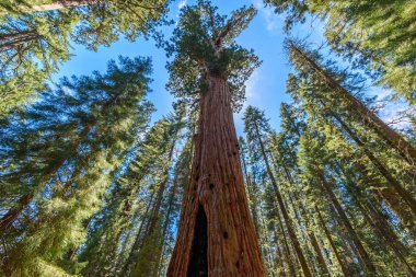 General Sherman Tree - en büyük ağaç yeryüzünde, dev Sekoya ağaçları Sequoia National Park, Kaliforniya, ABD