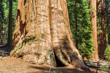 General Sherman Tree - en büyük ağaç yeryüzünde, dev Sekoya ağaçları Sequoia National Park, Kaliforniya, ABD