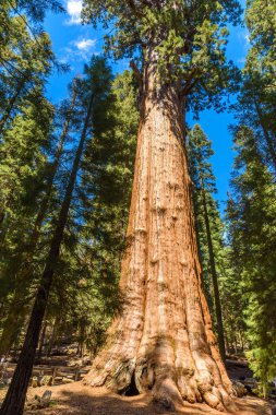 General Sherman Tree - en büyük ağaç yeryüzünde, dev Sekoya ağaçları Sequoia National Park, Kaliforniya, ABD