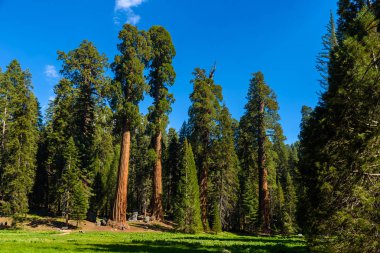 Büyük ağaçlar Trail Sequoia Ulusal Parkı'nda dünyanın, California en büyük ağaçlar nerede. ABD.
