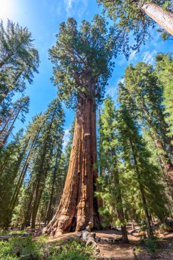 General Sherman Tree - en büyük ağaç yeryüzünde, dev Sekoya ağaçları Sequoia National Park, Kaliforniya, ABD
