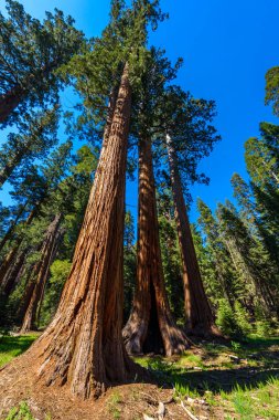 Sahne üzerinde büyük ağaçlar patikanın Sequoia National Park, Kaliforniya, ABD.