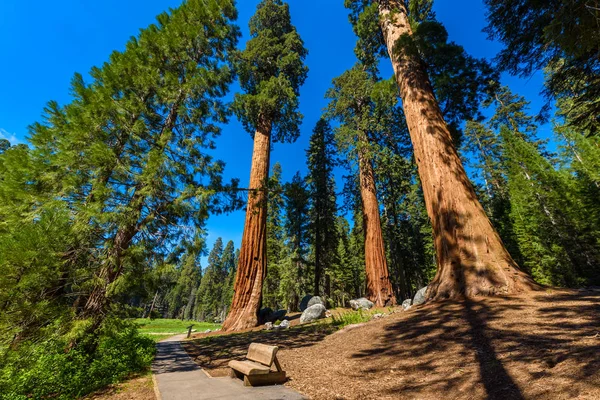 Paisagem Trilha Das Árvores Grandes Parque Nacional Sequoia Califórnia Eua — Fotografia de Stock