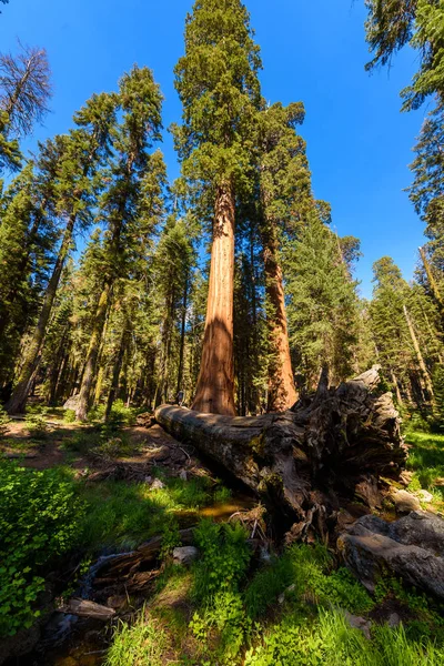 Paisagem Trilha Das Árvores Grandes Parque Nacional Sequoia Califórnia Eua — Fotografia de Stock