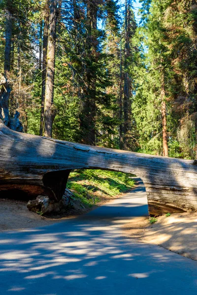 Protokol Tunelového Propojení Sequoia National Park Kalifornie Spojené Státy — Stock fotografie