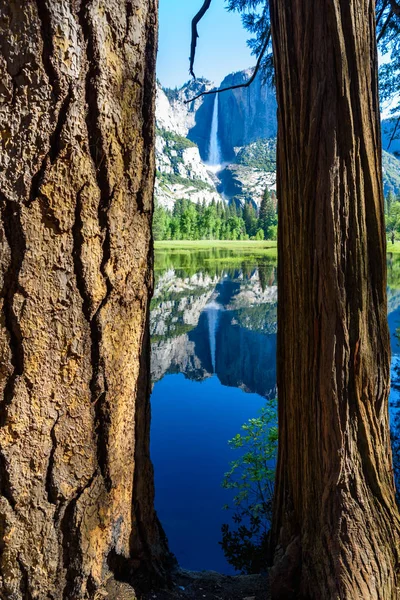 Vista Entre Los Árboles Reflexión Río Merced Las Cascadas Yosemite — Foto de Stock