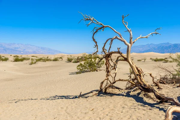 Mesquite Sand Dunes Desert Death Valley California Usa — Stock Photo, Image