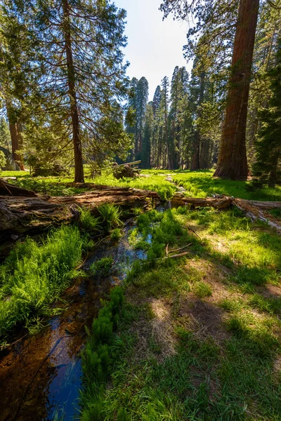 Landschap Grote Bomen Parcours Sequoia National Park Californië Usa — Stockfoto