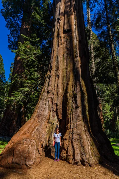 Große Bäume Mammutbaum Nationalpark Die Größten Bäume Der Welt Stehen — Stockfoto