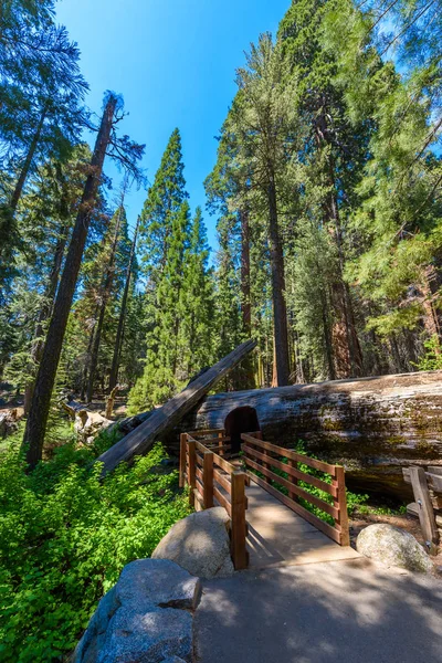 Sekvojovec Les Největší Stromy Zemi Sequoia National Park Kalifornie Usa — Stock fotografie