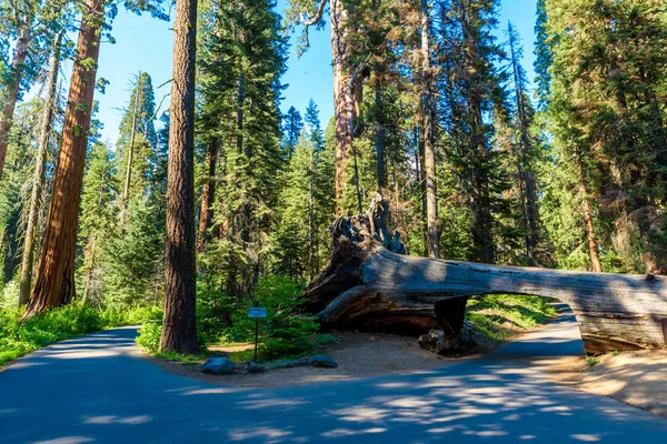 Tunnel Log Sequoia National Park California Verenigde Staten — Stockfoto