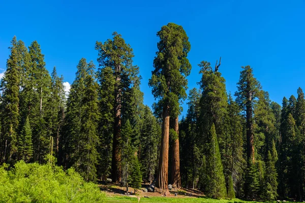 Velké Stromy Stezka Národním Parku Sequoia Kde Jsou Největší Stromy — Stock fotografie