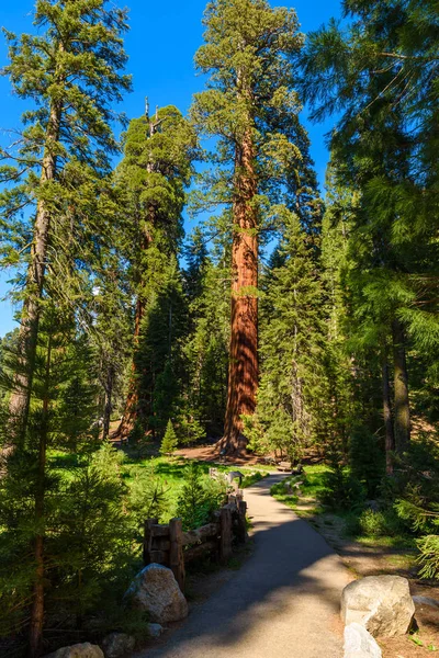 Landschap Grote Bomen Parcours Sequoia National Park Californië Usa — Stockfoto