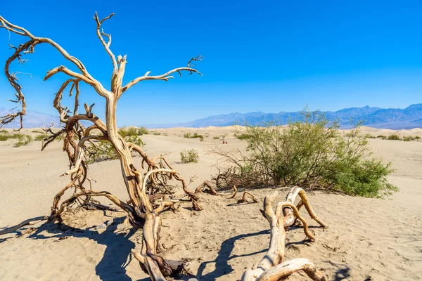 Mesquite Písečné Duny Pouště Death Valley Kalifornie Usa — Stock fotografie