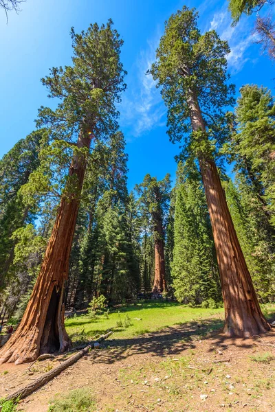 Giant Sequoia Δάσος Μεγαλύτερα Δέντρα Στη Εθνικό Πάρκο Sequoia Καλιφόρνια — Φωτογραφία Αρχείου