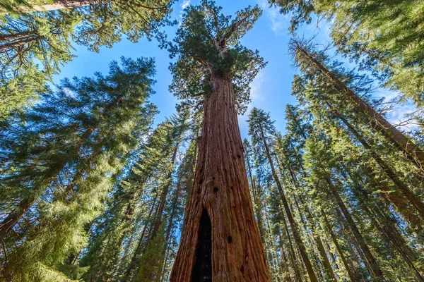Strom Generála Shermana Největší Strom Světě Giant Sequoia Stromy Parku — Stock fotografie