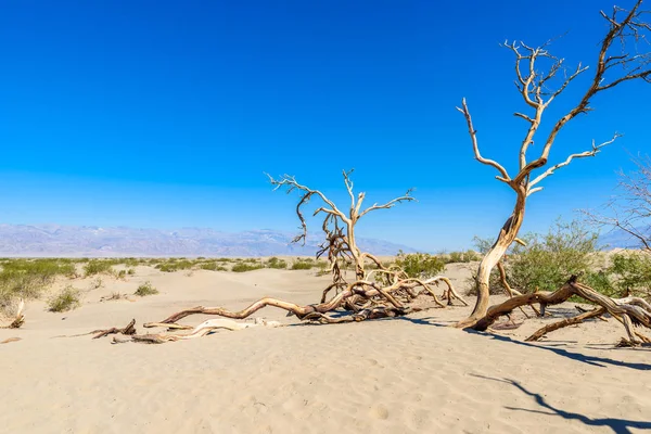 Mesquite Písečné Duny Pouště Death Valley Kalifornie Usa — Stock fotografie