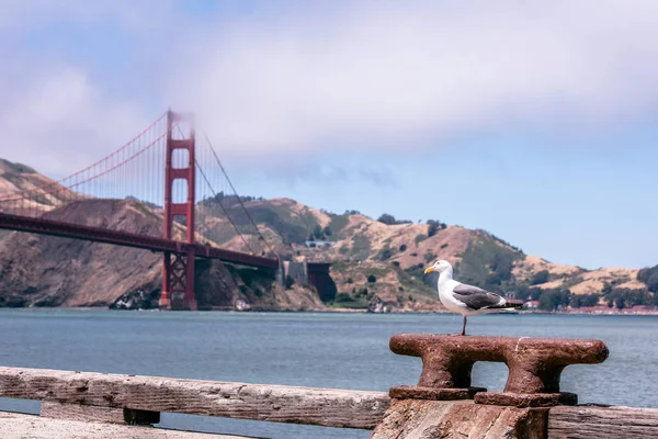 Seagull at pier and Golden Gate Bridge in San Francisco, California, USA