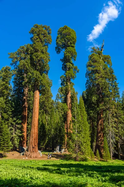 Velké Stromy Stezka Národním Parku Sequoia Kde Jsou Největší Stromy — Stock fotografie