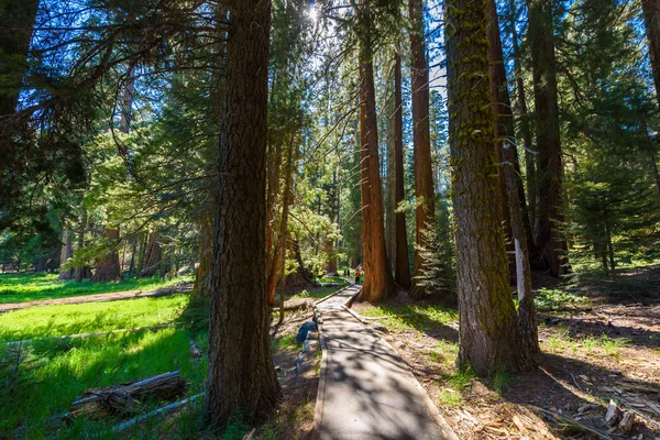 Μεγάλα Δέντρα Trail Στο Εθνικό Πάρκο Sequoia Όπου Είναι Μεγαλύτερα — Φωτογραφία Αρχείου