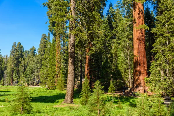 Μεγάλα Δέντρα Trail Στο Εθνικό Πάρκο Sequoia Όπου Είναι Μεγαλύτερα — Φωτογραφία Αρχείου