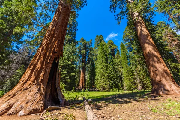 Sekvojovec Les Největší Stromy Zemi Sequoia National Park Kalifornie Usa — Stock fotografie