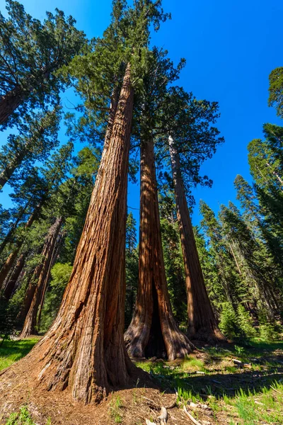 Krajina Velké Stromy Stezka Národním Parku Sequoia Kalifornie Usa — Stock fotografie