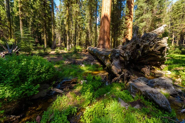 Krajina Velké Stromy Stezka Národním Parku Sequoia Kalifornie Usa — Stock fotografie