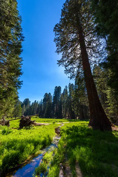 Scenery Big Trees Trail Sequoia National Park California Usa — Stock Photo, Image